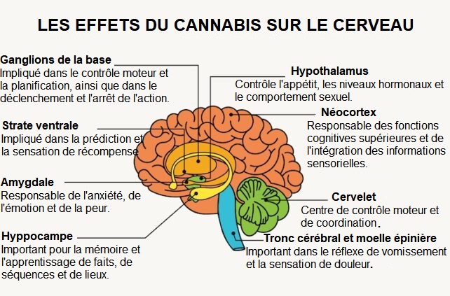 Les effets du cannabis sur le cerveau